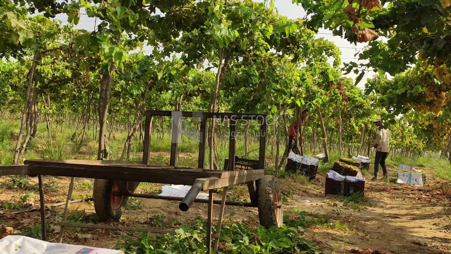 Vineyard