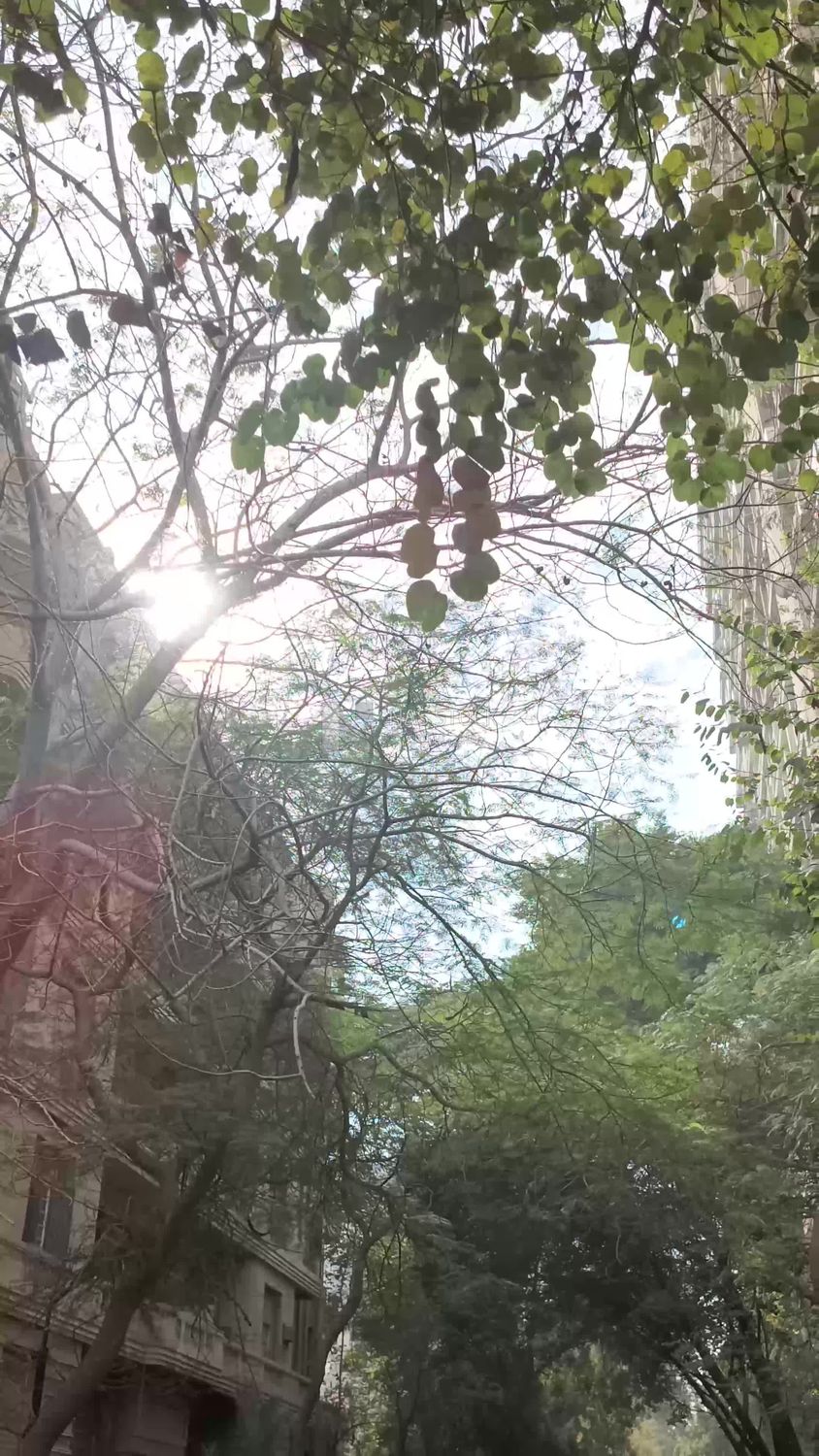 Video showing a natural view of the sky through trees