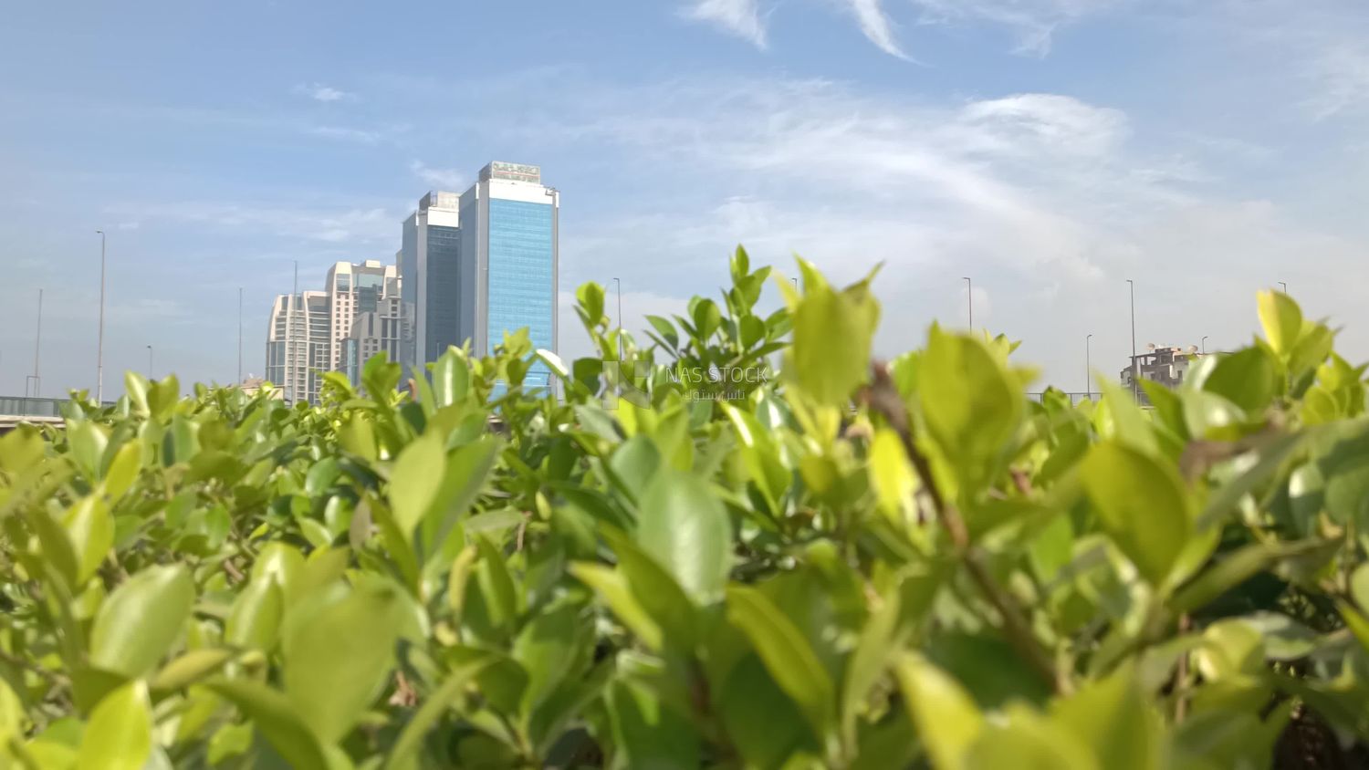 Video of a static scene of green planting leaves, behind them the main office of the National Bank of Egypt and the St. Regis Hotel