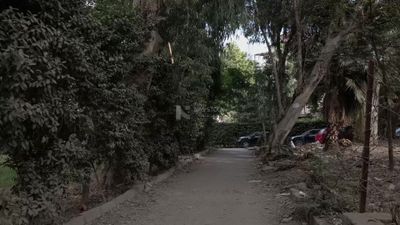 Video showing a small street full of trees