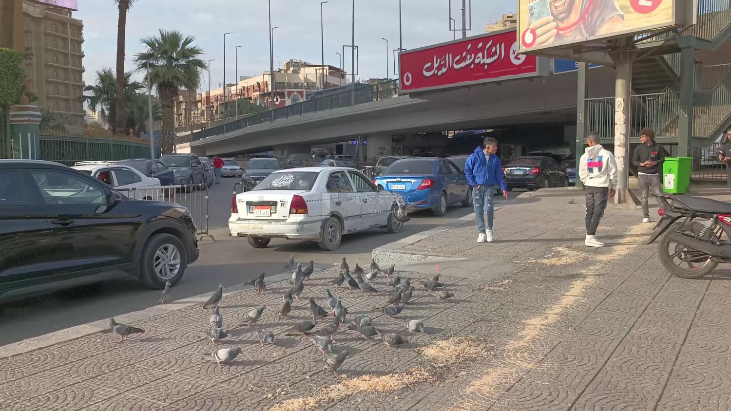 Video showing a group of pigeons eating grains on the ground