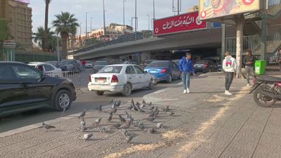 Video showing a group of pigeons eating grains on the ground