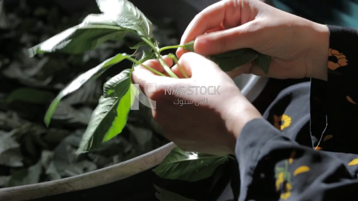 Woman picking vegetables