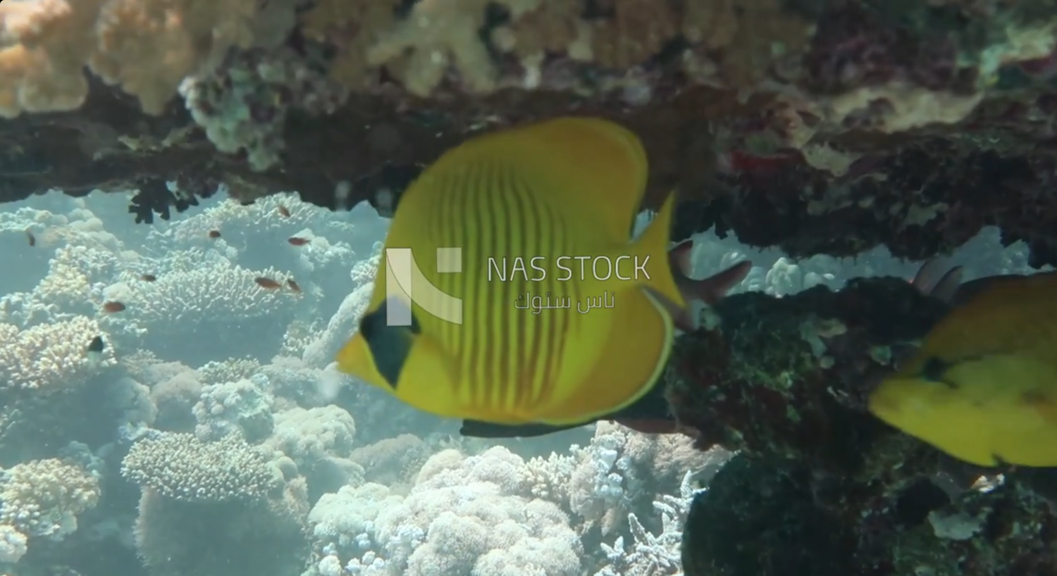 View of marine creatures from the depths of the sea
