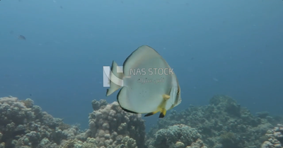 View of marine creatures from the depths of the sea
