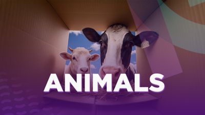Animals