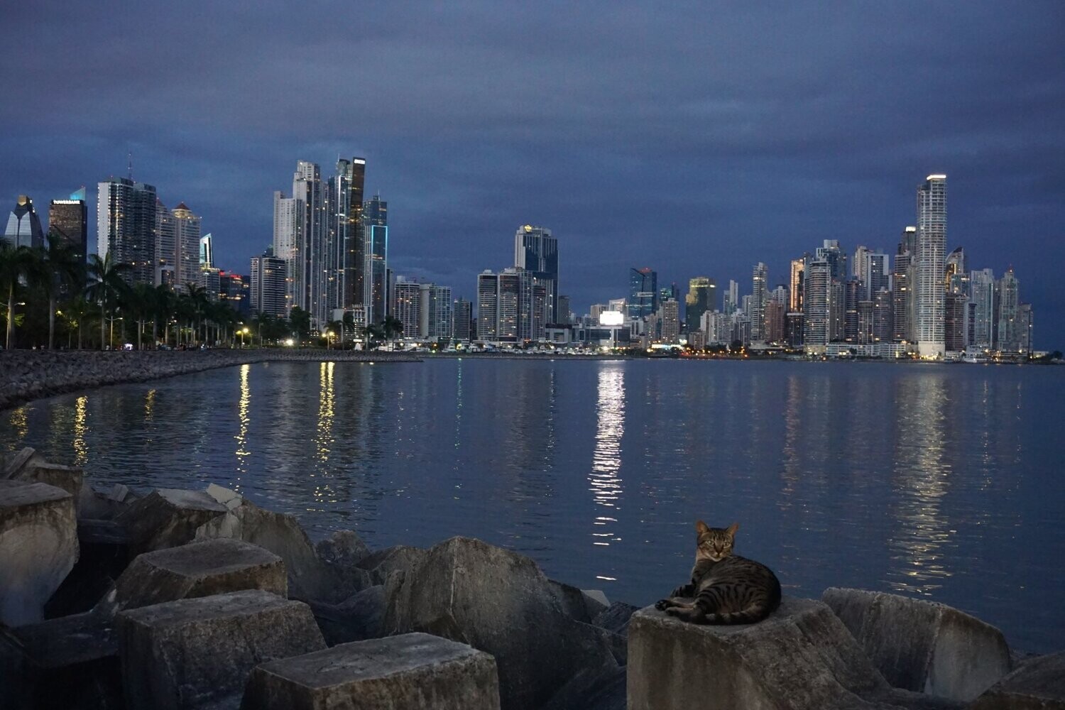 Panama City cat