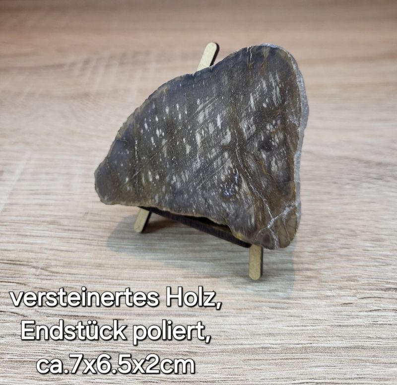 Versteinertes Holz. Endstück, einseitig poliert