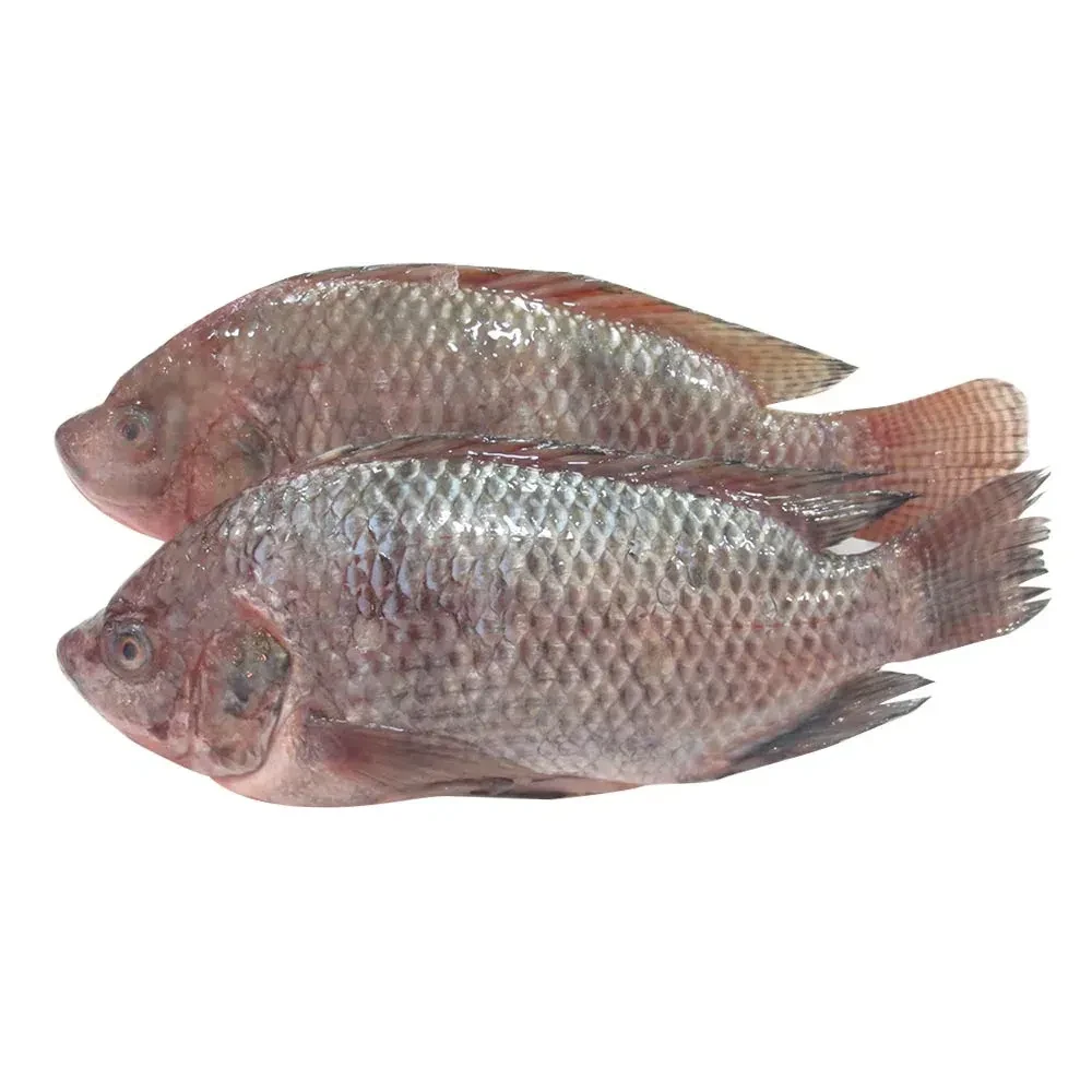 TILAPIA ENTERA 70% KG