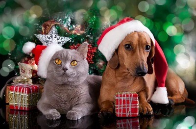 Pets