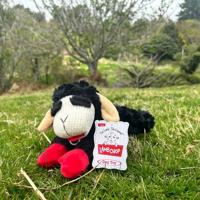 Lamb Chop Black 25cm