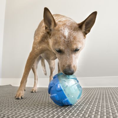 Rewards Ball - Large