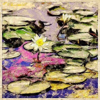 Water Lilies with reflections