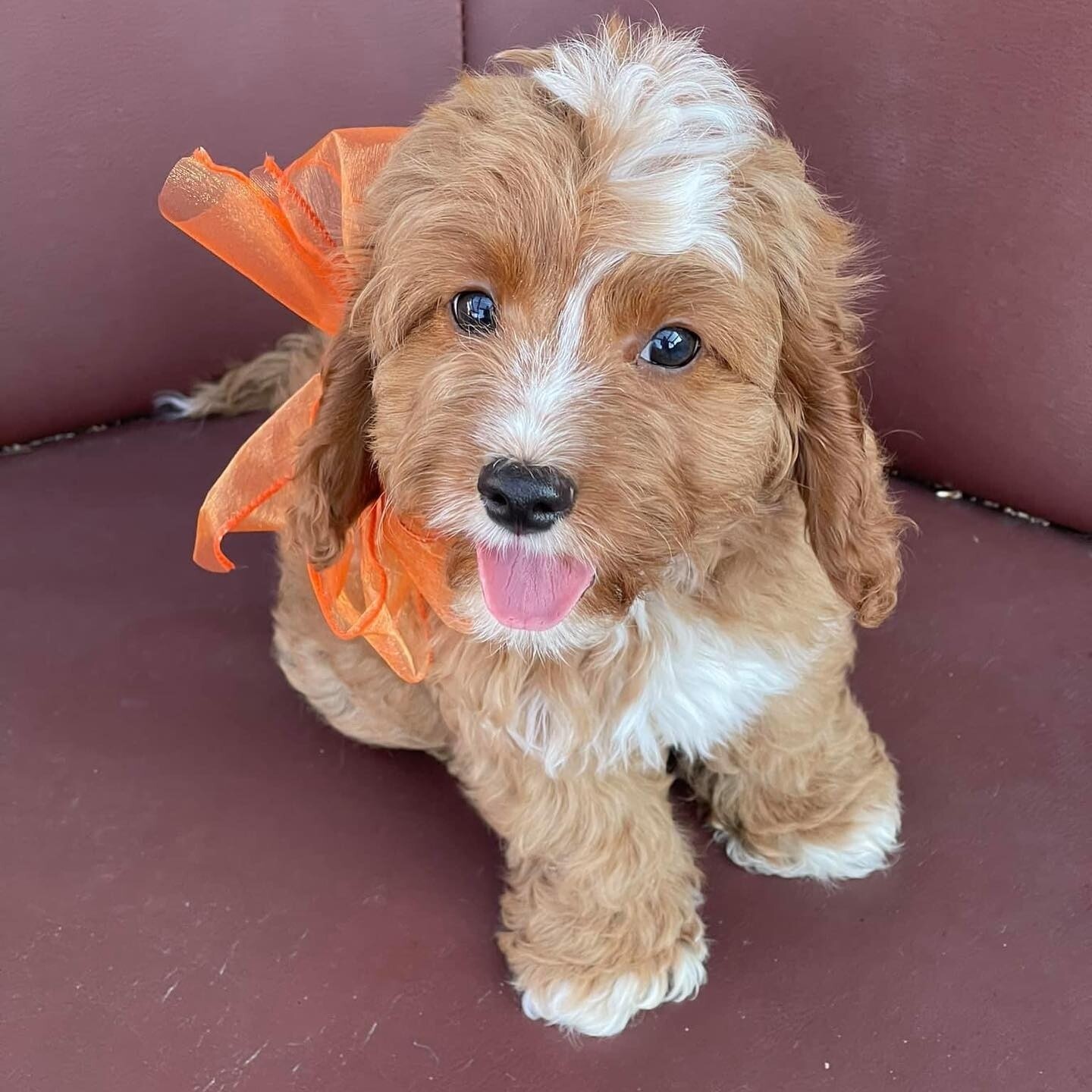 Sam