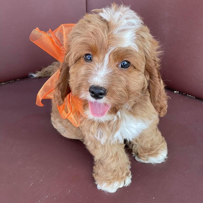 Sam