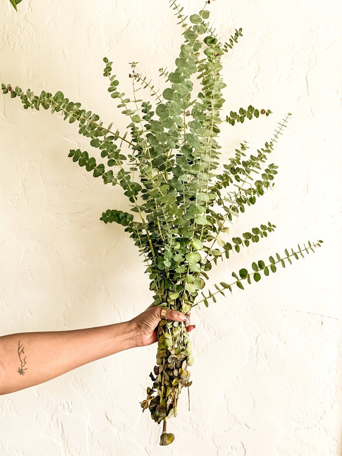 Eucalyptus Bundle