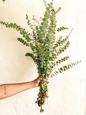 Eucalyptus Bundle