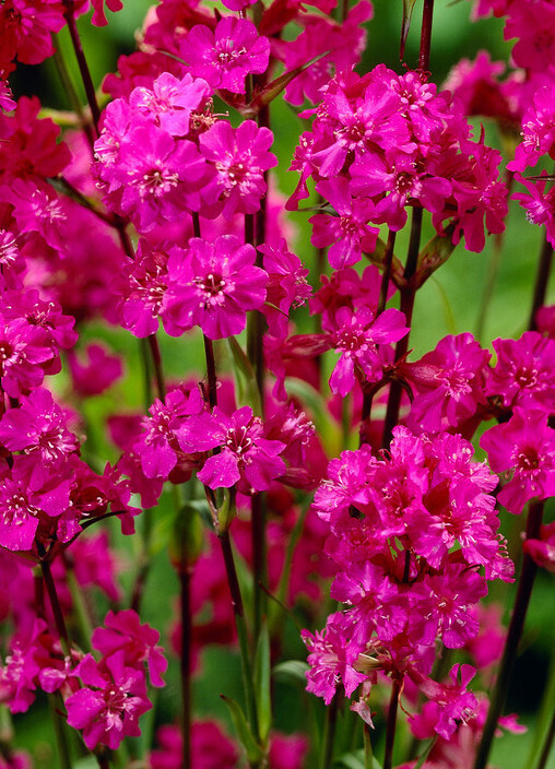 Lychnis Viscaria Splendens Firebird