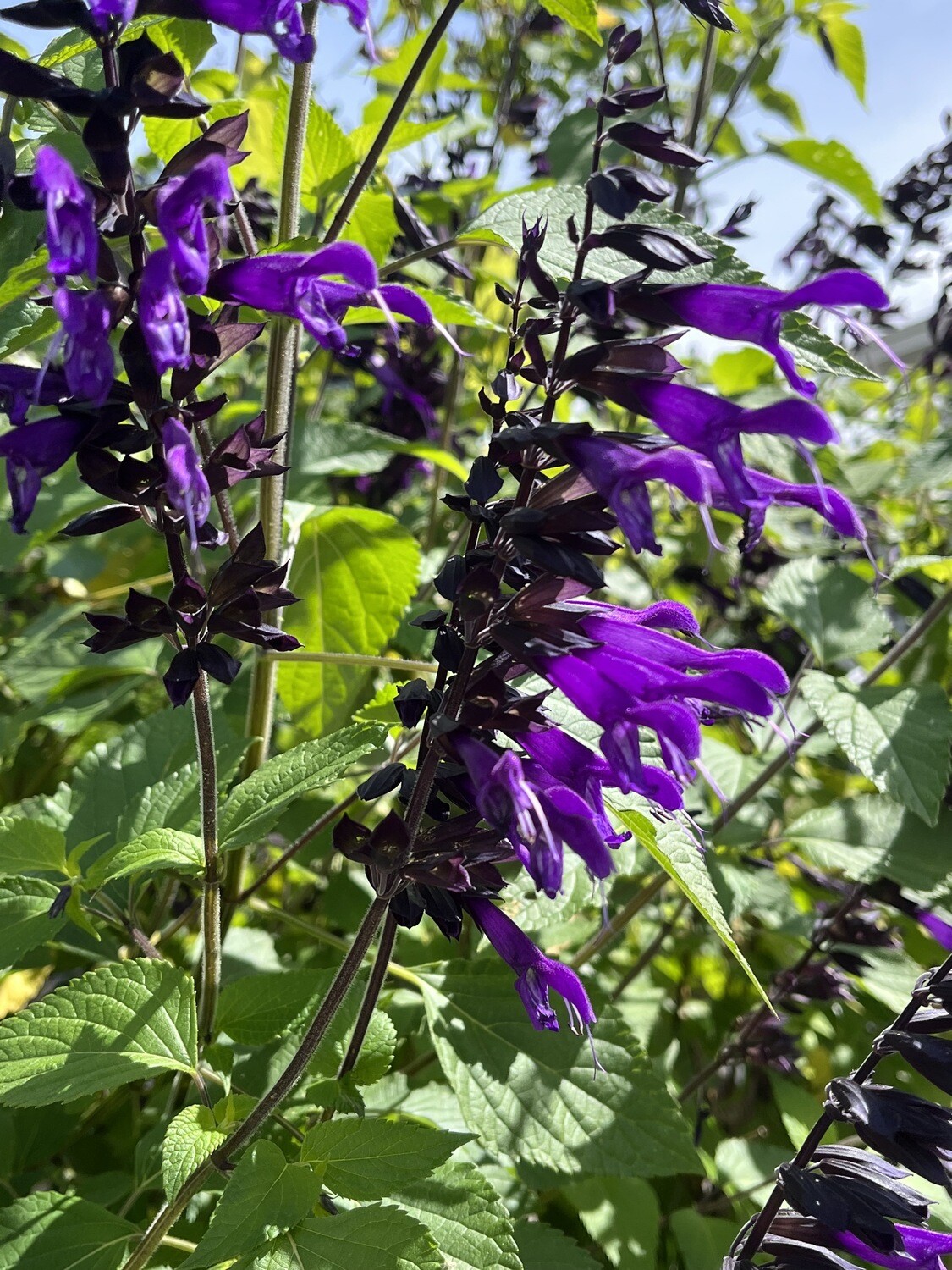 Salvia Black Knight