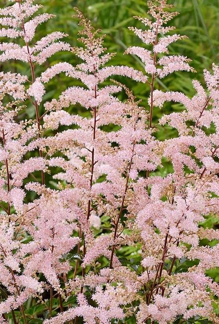 Astilbe Pale Pink