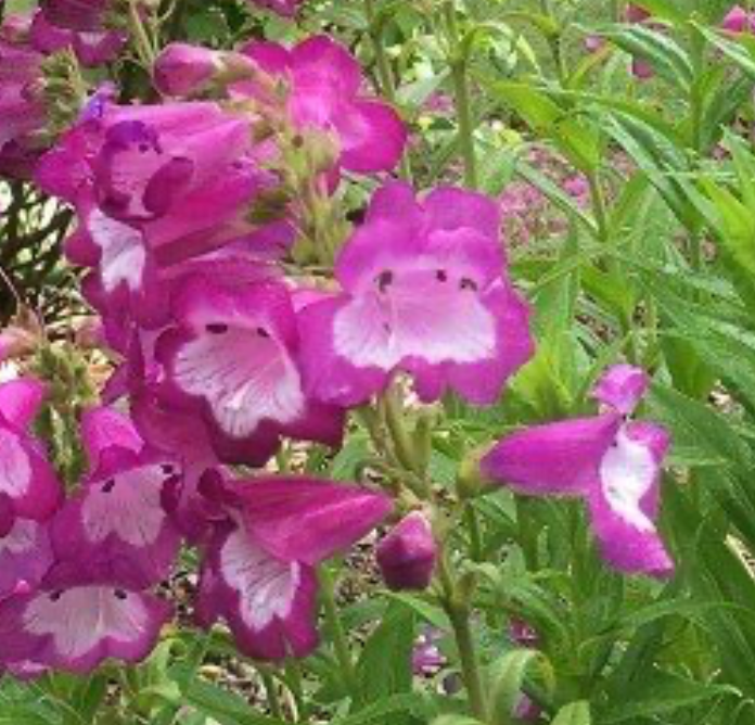 Penstemon Charles Rudd