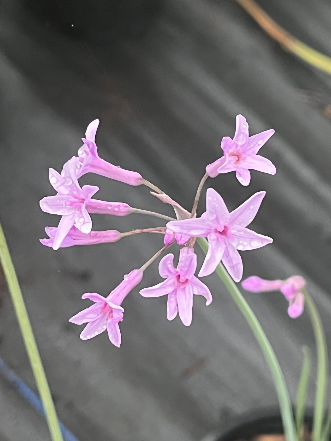 Tulbaghia Violacea