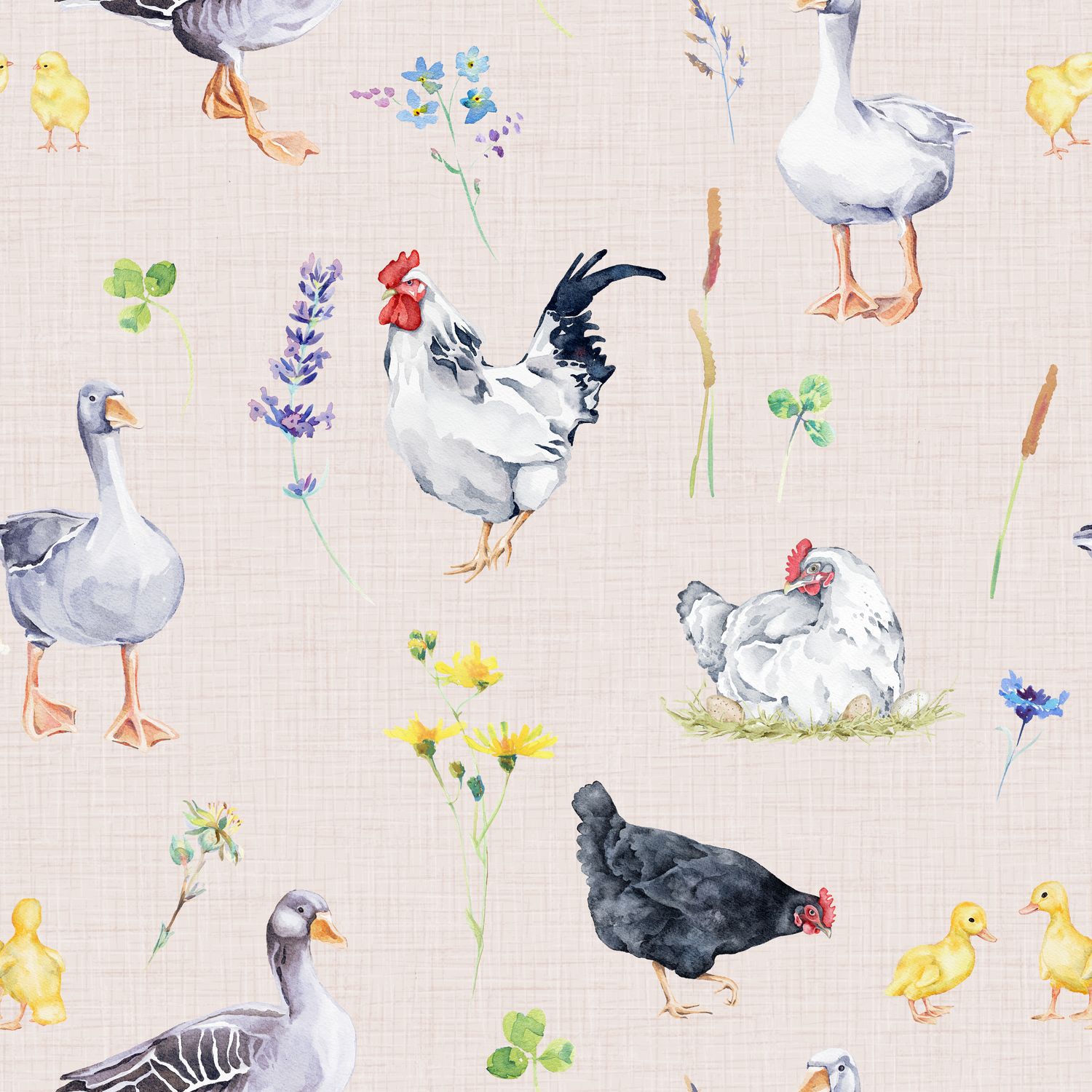 Poules et coq