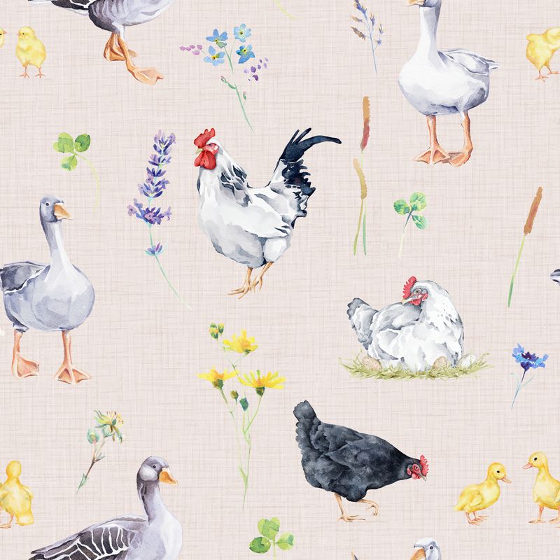 Poules et coq