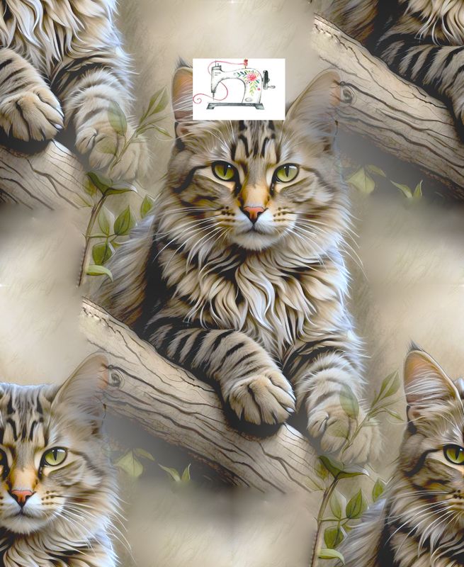 CHAT BRUME (exclusif)