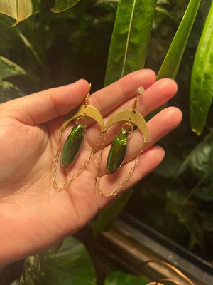 Glass Insects 