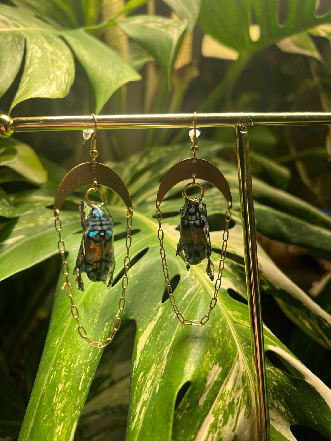 Glass Insects : Tmesisternus rafaelae