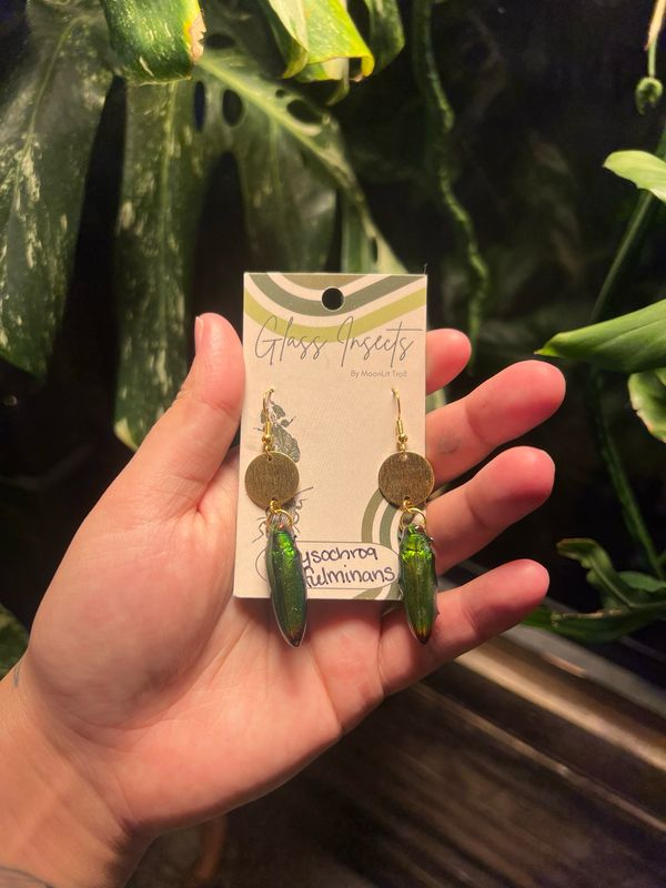 Green Jewel Beetles, Chrysochroa fulminans With Brass Charm