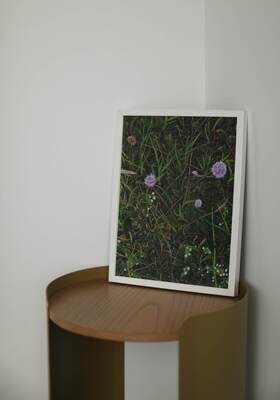 Culloden Moor 3 – Thistle– A4 Mounted Print
