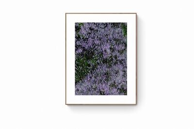 Culloden Moor 1 – Heather - Blank Greetings Card