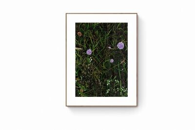 Culloden Moor 3 - Thistle - Blank Greetings Card