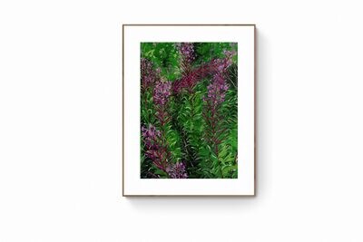 Culloden Moor 2 - Rose Bay Willow Herb - Blank Greetings Card