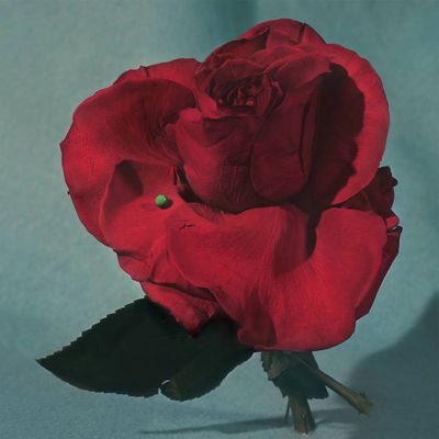 Metz - Up On Gravity Hill (half red/half black vinyl) LP