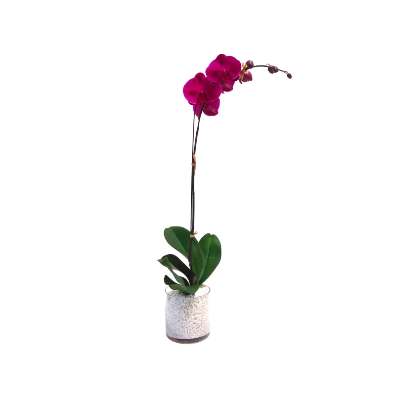Orchid Plant