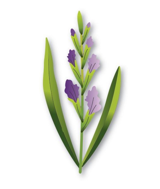 Budding Gladiola Stem - Die