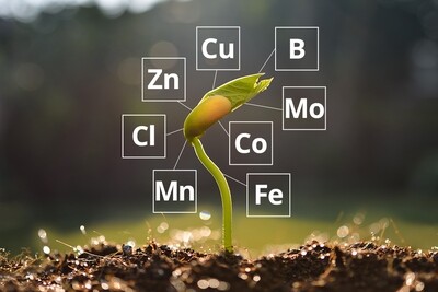 Micronutrients &amp; PGR