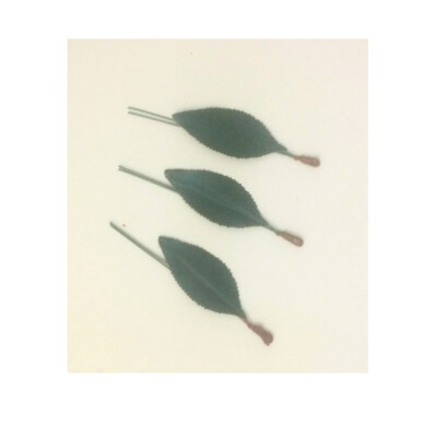 Foglie Ciliegia 2 Gambi Frutta Martorana 25 pezzi