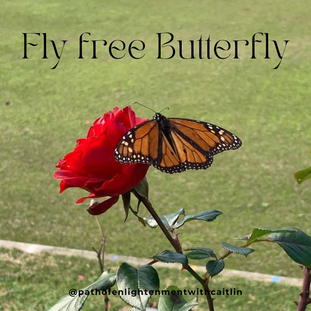 Fly free Butterfly