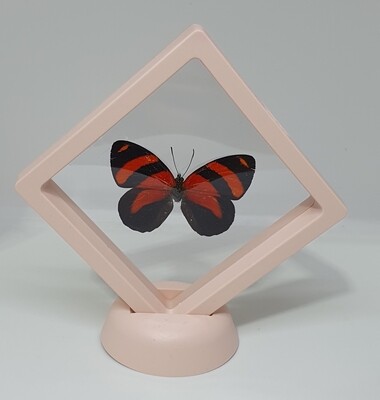 Mini vitrine met rode vlinder