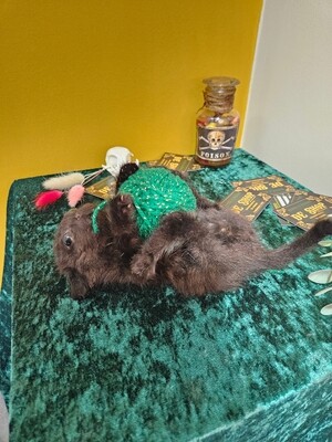Kitten met bolletje wol