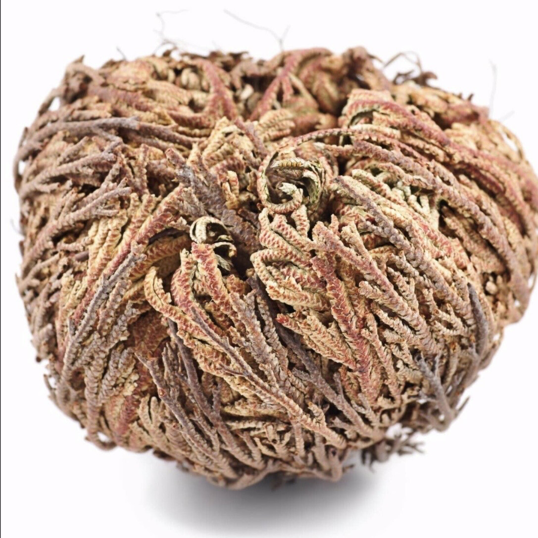 Jericho Flower, Resurrection Flower