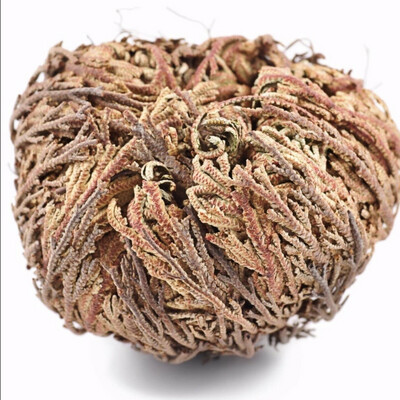 Jericho Flower, Resurrection Flower
