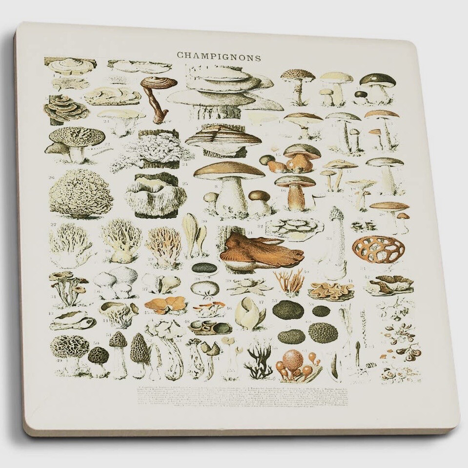 Mushroom Coasters