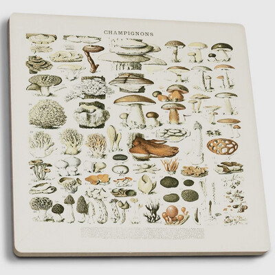 Mushroom Coasters