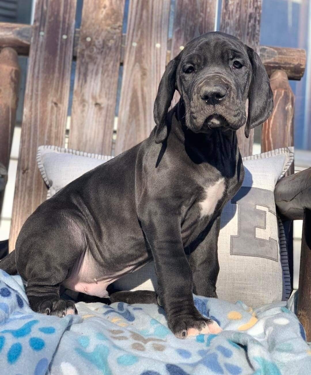 Pongo