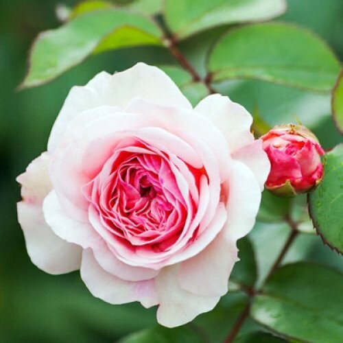 Bulgarian Rose Floral Water